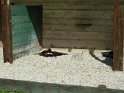 2009-06-17 16-53-25 Voliere FGi